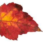 4s08p